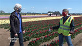 Wooden Shoe Tulip Festival Update