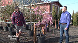 Blooming Junction Landscape Trees