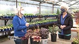 Portland Nursery Heucheras