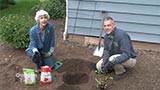 Planting Tomatoes