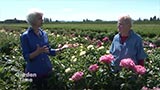 Adelman Peony Gardens