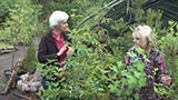 Bosky Dell Native Shrubs