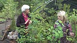 Bosky Dell Native Shrubs