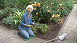 Dividing Fall Perennials